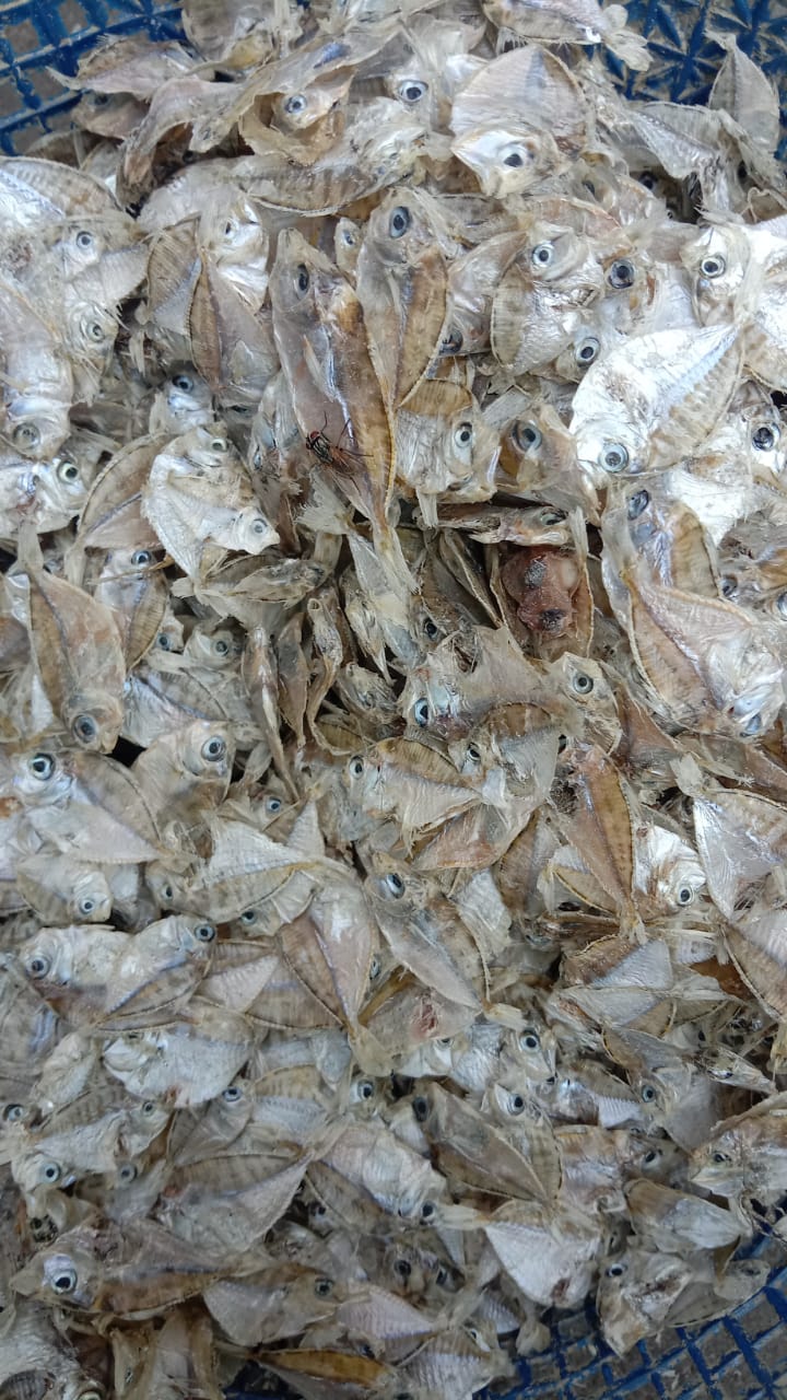 Kempar Kering Mina Lestari