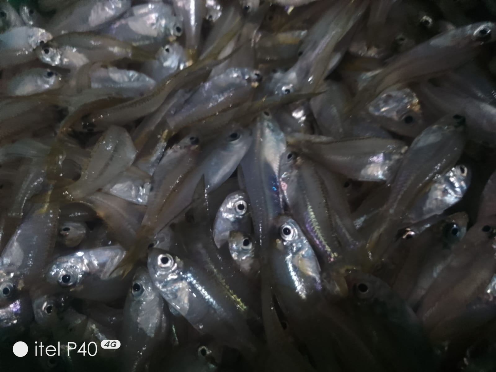 Wader Laut Segar Mina Mandiri