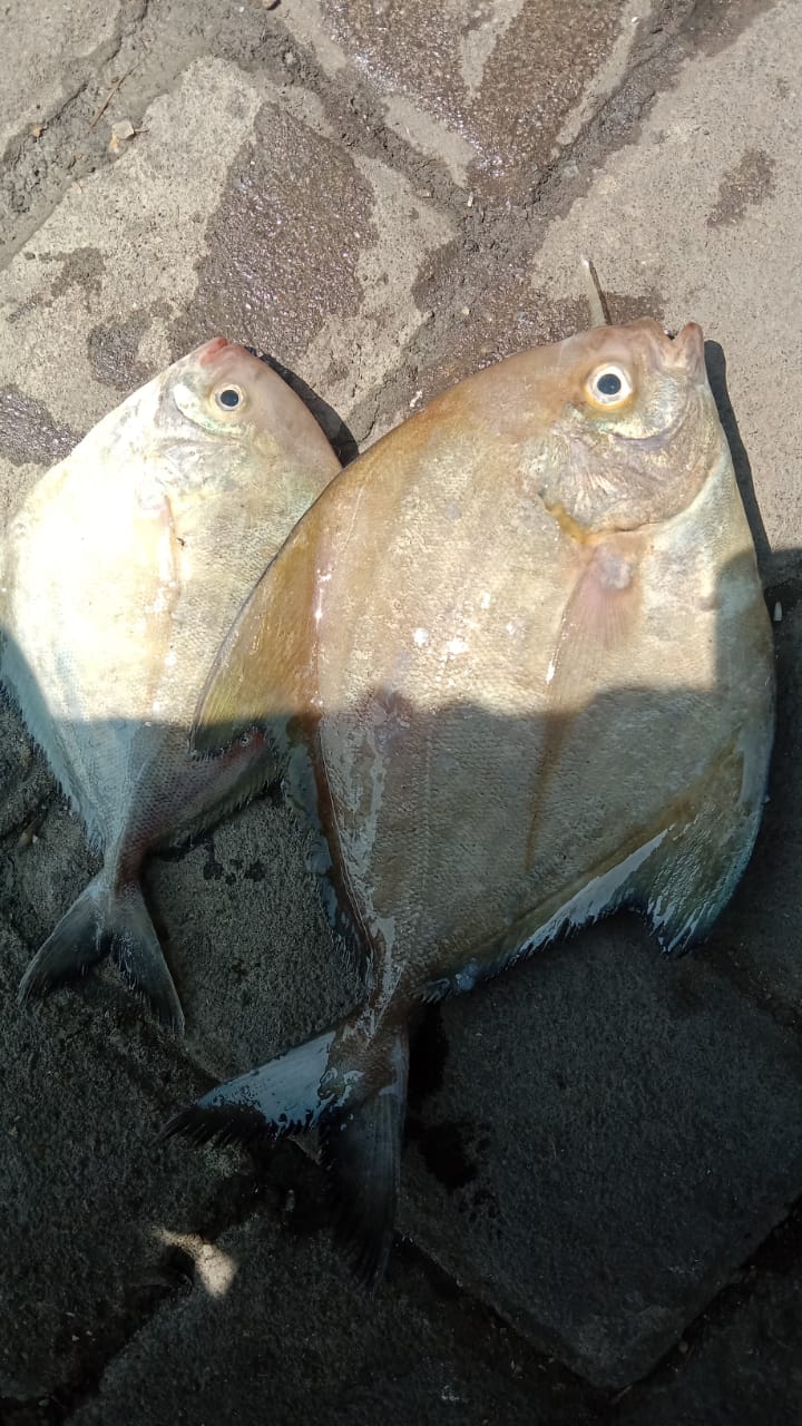 Dorang Segar Mina Lestari