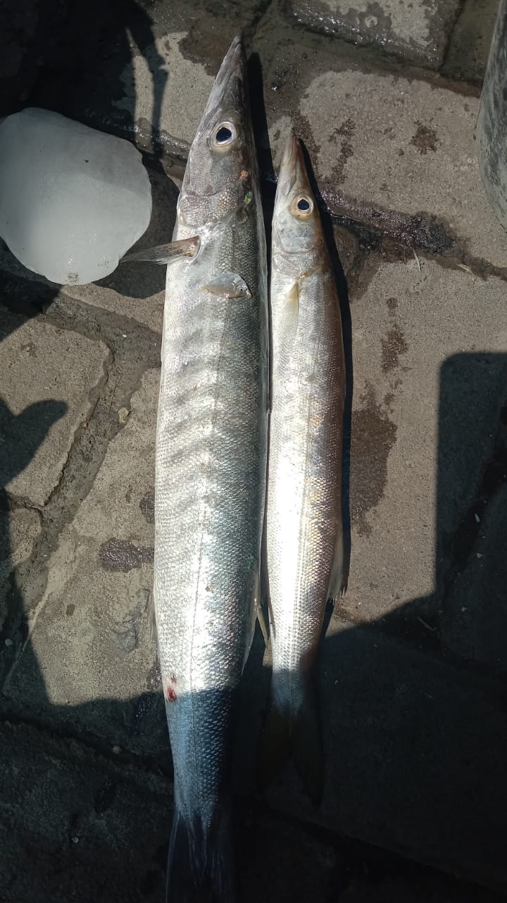 Barakuda Segar Mina Lestari