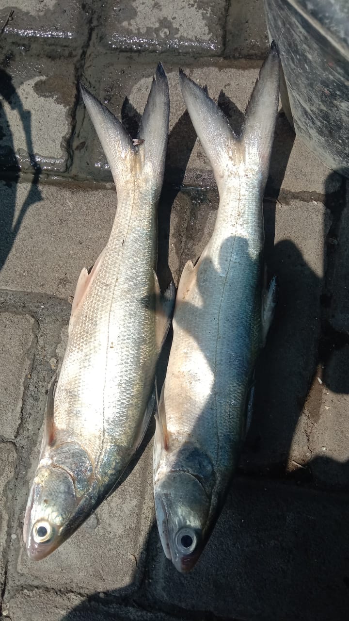 Laosan Segar Mina Lestari