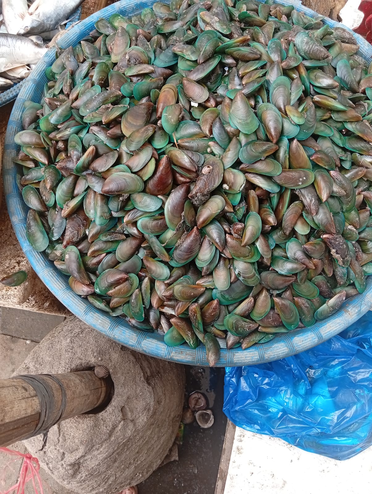 KERANG HIJAU SEGAR MINA LESTARI